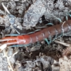 Scolopendromorpha (order) at Holt, ACT - 5 Jun 2021 10:11 AM