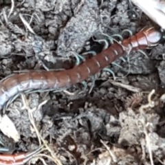 Scolopendromorpha (order) at Holt, ACT - 5 Jun 2021