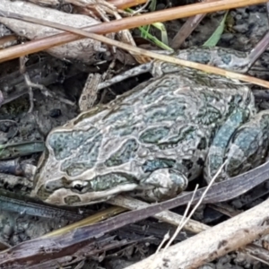 Limnodynastes tasmaniensis at Holt, ACT - 5 Jun 2021 10:08 AM