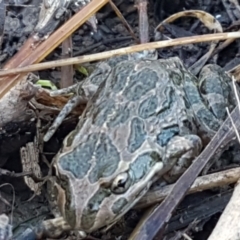 Limnodynastes tasmaniensis at Holt, ACT - 5 Jun 2021 10:08 AM