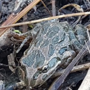 Limnodynastes tasmaniensis at Holt, ACT - 5 Jun 2021 10:08 AM