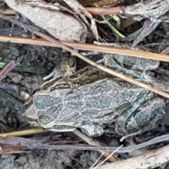 Limnodynastes tasmaniensis at Holt, ACT - 5 Jun 2021 10:08 AM