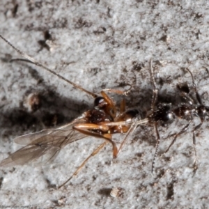 Myrmecorhynchus emeryi at Bruce, ACT - 4 Jun 2021 02:18 PM