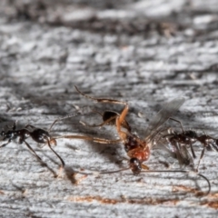 Myrmecorhynchus emeryi at Bruce, ACT - 4 Jun 2021 02:18 PM