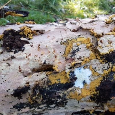 Corticioid fungi at Aranda Bushland - 5 Jun 2021 by trevorpreston