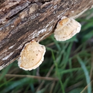 zz Polypore (shelf/hoof-like) at Holt, ACT - 5 Jun 2021 09:56 AM