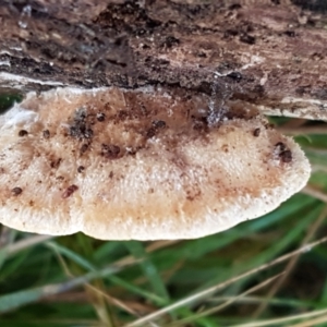 zz Polypore (shelf/hoof-like) at Holt, ACT - 5 Jun 2021 09:56 AM