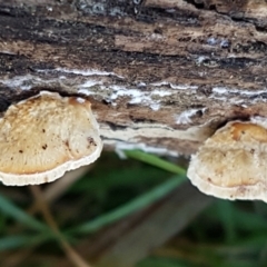 zz Polypore (shelf/hoof-like) at Holt, ACT - 5 Jun 2021 09:56 AM