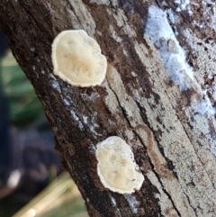 zz Polypore (shelf/hoof-like) at Holt, ACT - 5 Jun 2021