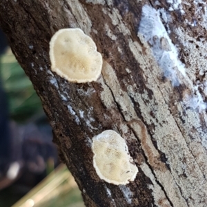 zz Polypore (shelf/hoof-like) at Holt, ACT - 5 Jun 2021 09:56 AM