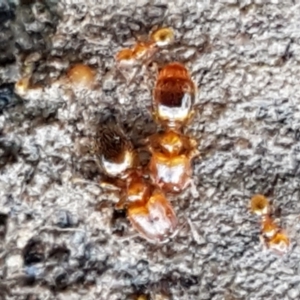 Pheidole sp. (genus) at Aranda, ACT - 5 Jun 2021