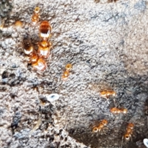 Pheidole sp. (genus) at Aranda, ACT - 5 Jun 2021