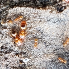 Pheidole sp. (genus) at Aranda, ACT - 5 Jun 2021