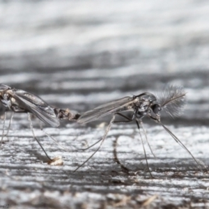 Chironomidae (family) at Bruce, ACT - 4 Jun 2021