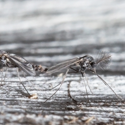 Chironomidae (family) (Non-biting Midge) at Black Mountain - 4 Jun 2021 by Roger