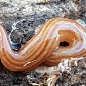 Fletchamia quinquelineata at Aranda, ACT - 5 Jun 2021