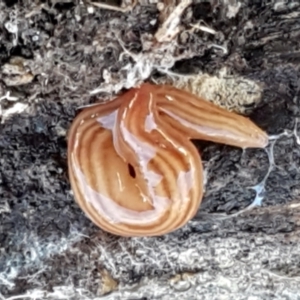 Fletchamia quinquelineata at Aranda, ACT - 5 Jun 2021