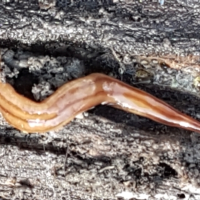 Anzoplana trilineata (A Flatworm) at Holt, ACT - 5 Jun 2021 by trevorpreston