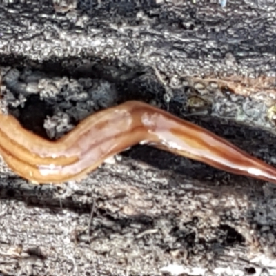 Anzoplana trilineata (A Flatworm) at Holt, ACT - 4 Jun 2021 by tpreston