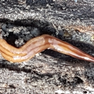 Anzoplana trilineata at Holt, ACT - 5 Jun 2021