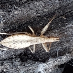 Reduviidae (family) (An assassin bug) at Aranda Bushland - 4 Jun 2021 by trevorpreston
