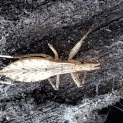 Reduviidae (family) (An assassin bug) at Aranda, ACT - 5 Jun 2021 by trevorpreston