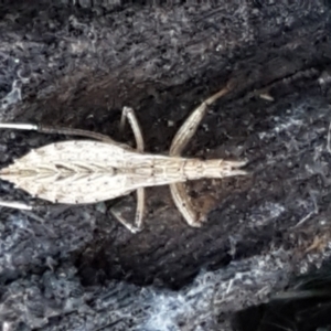 Reduviidae (family) at Aranda, ACT - 5 Jun 2021