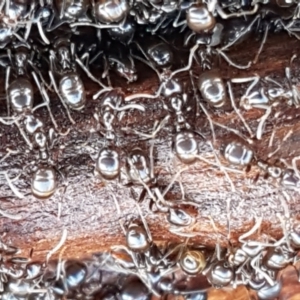 Papyrius sp. (genus) at Holt, ACT - suppressed