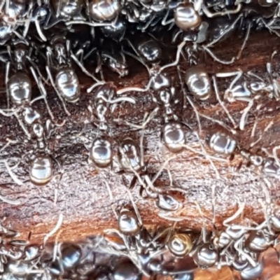 Papyrius sp. (genus) (A Coconut Ant) at Aranda Bushland - 4 Jun 2021 by trevorpreston