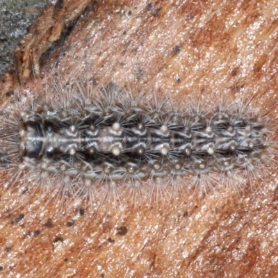 Lepidoptera unclassified IMMATURE (caterpillar or pupa or cocoon) at Majura, ACT - 20 Aug 2020 by jb2602