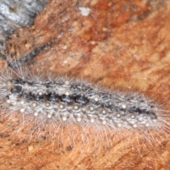 Lepidoptera unclassified IMMATURE moth at Majura, ACT - 20 Aug 2020