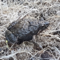 Crinia parinsignifera (Plains Froglet) at Aranda Bushland - 4 Jun 2021 by trevorpreston