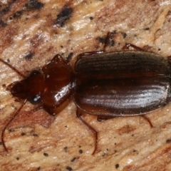 Sarothrocrepis (genus)` (Arboreal carab beetle) at Mount Ainslie - 20 Aug 2020 by jb2602