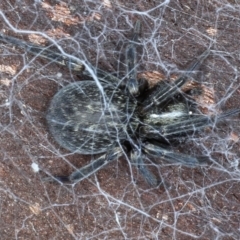 Badumna insignis (Black House Spider) at Majura, ACT - 20 Aug 2020 by jb2602