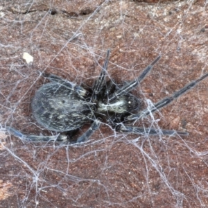 Badumna insignis at Majura, ACT - 20 Aug 2020