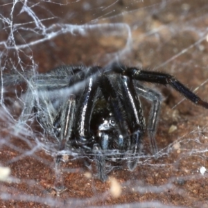 Badumna insignis at Majura, ACT - 20 Aug 2020