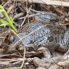 Limnodynastes tasmaniensis (Spotted Grass Frog) at Holt, ACT - 5 Jun 2021 by trevorpreston