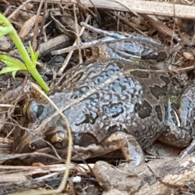 Limnodynastes tasmaniensis (Spotted Grass Frog) at Holt, ACT - 4 Jun 2021 by tpreston