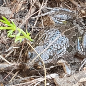 Limnodynastes tasmaniensis at Holt, ACT - 5 Jun 2021