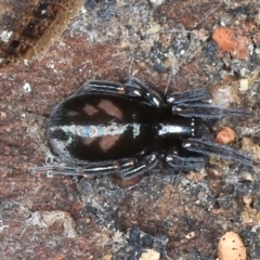 Badumna sp. (genus) at Mount Ainslie - 20 Aug 2020 by jb2602