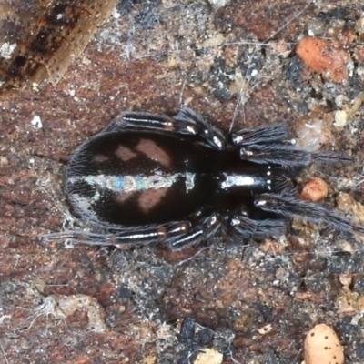 Unidentified Other web-building spider at Ainslie, ACT - 20 Aug 2020 by jb2602