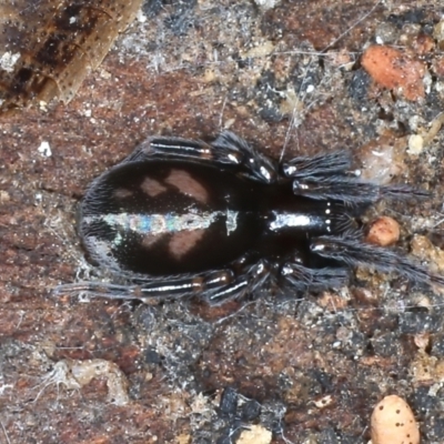 Badumna sp. (genus) at Ainslie, ACT - 20 Aug 2020 by jb2602