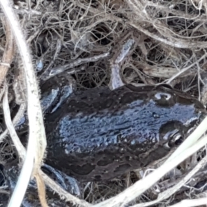 Limnodynastes tasmaniensis at Holt, ACT - 5 Jun 2021