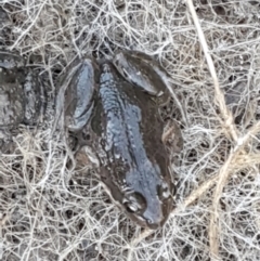 Limnodynastes tasmaniensis at Holt, ACT - 5 Jun 2021 09:35 AM