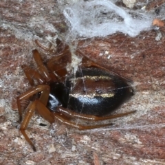 Euryopis umbilicata (Striped tick spider) at Majura, ACT - 20 Aug 2020 by jb2602