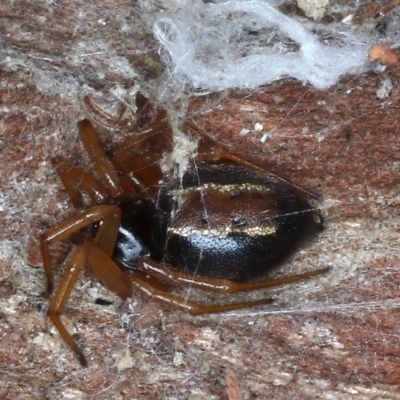 Euryopis umbilicata (Striped tick spider) at Mount Ainslie - 20 Aug 2020 by jb2602