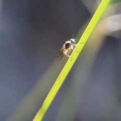 Unidentified True fly (Diptera) at Jack Perry Reserve - 5 Jun 2021 by Kyliegw
