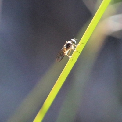 Unidentified True fly (Diptera) at Jack Perry Reserve - 5 Jun 2021 by Kyliegw