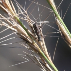 Lemidia sp. (genus) (Clerid beetle) at Wodonga, VIC - 5 Jun 2021 by Kyliegw