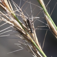 Lemidia sp. (genus) (Clerid beetle) at Jack Perry Reserve - 5 Jun 2021 by Kyliegw